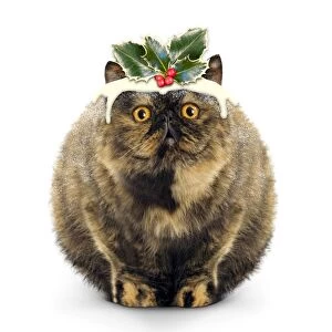 Cat - Exotic Short hair Tortoiseshell - Christmas puddin