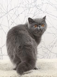 Back Gallery: Cat Exotic Shorthair