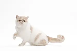 Cat - Exotic shorthair