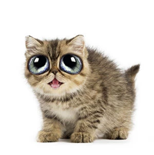 Cat - Exotic Shorthair kitten with big eyes