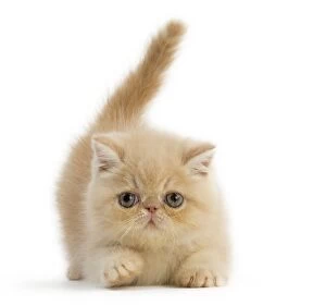 Cat Exotic Shorthair kitten. Digital Manipulation