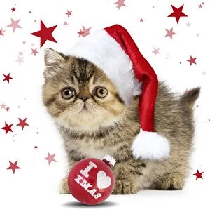 Cat Exotic Shorthair kitten wearing Christmas hat