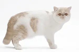 Cat - Exotic shorthair in studio
