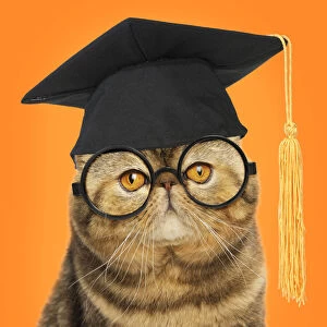 Board Gallery: Cat - Exotic Shorthair wearing glasses and mortar