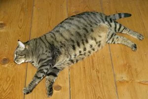 Cat - fat tabby lying on floor