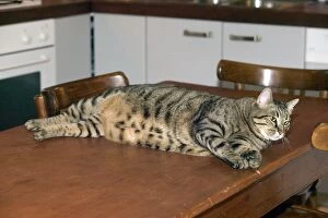 Cat - fat tabby lying on table