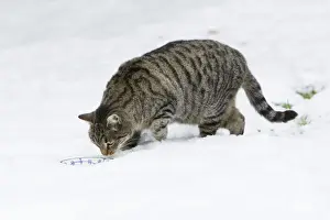 With Bowl Prints: Cat - feeding from bowl in snow covered garden - Lower Saxony - Germany