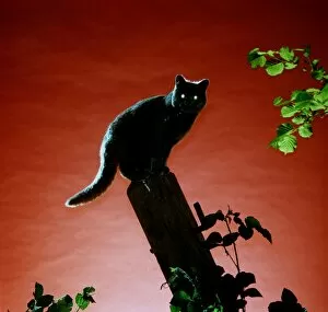 Black Cats Gallery: CAT ON FENCEPOST - NIGHT