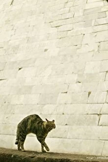 Images Dated 24th May 2004: CAT - feral cat arching back and yawning Rome, Italy