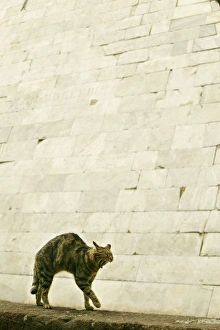 Images Dated 24th May 2004: CAT - feral cat arching back and yawning Rome, Italy