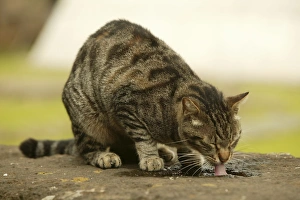 Images Dated 24th May 2004: CAT - feral cat drinking from puddle Rome, Italy