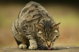 Images Dated 24th May 2004: CAT - feral cat drinking from puddle Rome, Italy