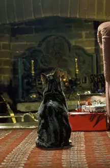 Cat - in front of fire