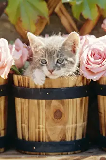 Cat FRR 41E Kitten in barrel with roses © Frederic Rolland / ardea. com