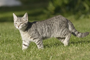 Images Dated 16th October 2006: Cat - in garden
