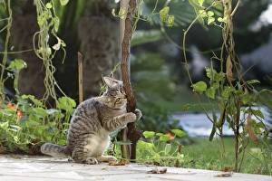 Images Dated 29th October 2006: Cat - in garden