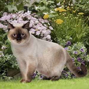 Images Dated 1st February 2011: Cat - in garden