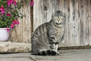 Images Dated 26th June 2011: Cat - in front of garden shed - Lower Saxony - Germany