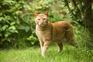 Ginger Prints: Cat - Ginger cat in garden