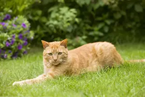 Ginger Prints: Cat - Ginger cat in garden