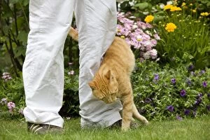 Cat - Ginger cat in garden brushing up against owners legs