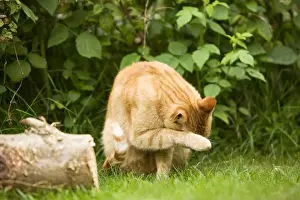 Cat - Ginger cat in garden cleaning face with paw