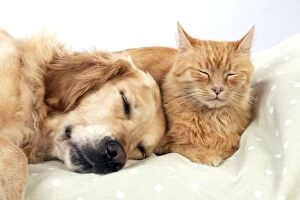 Images Dated 12th June 2013: CAT - Ginger cat and Golden Retriever