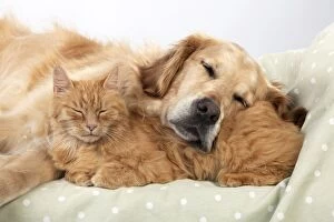 Images Dated 12th June 2013: CAT - Ginger cat and Golden Retriever