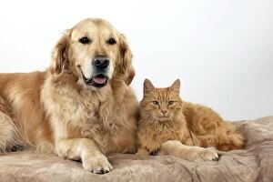Images Dated 12th June 2013: CAT - Ginger cat and Golden Retriever. Manipulation