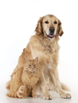 Images Dated 12th June 2013: CAT - Ginger cat and Golden Retriever. Manipulation