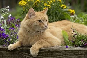 Images Dated 12th June 2013: CAT - Ginger cat. laying in the flowerbed