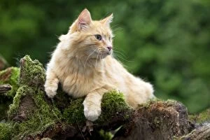 Images Dated 12th June 2013: CAT - Ginger cat. laying on moss covered tree stump