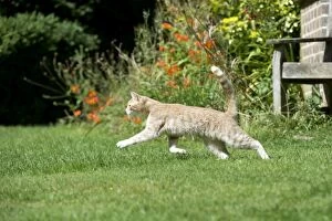 CAT - Ginger cat running in garden