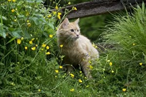 Images Dated 12th June 2013: CAT - Ginger cat. sitting in buttercups and long grasses