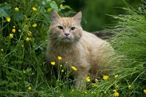 Images Dated 12th June 2013: CAT - Ginger cat. sitting in buttercups an long grasses