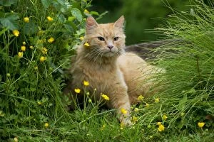 Images Dated 12th June 2013: CAT - Ginger cat. sitting in buttercups and long grasses