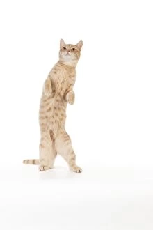 CAT - Ginger cat standing on its hind legs