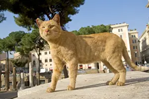 Step Prints: Cat - Ginger cat on stone step - Rome - Italy