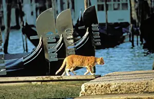 Boats Prints: Cat - Ginger cat walking on boardwalk next to gondolas - Venice - Italy
