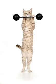 CAT - Ginger cat weightlifting