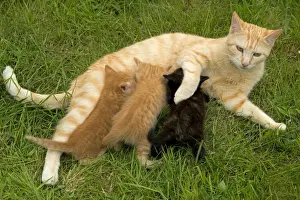 Litters Prints: Cat - Ginger female with kittens suckling / feeding