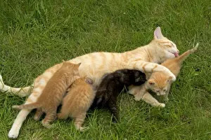 Cat - Ginger female with kittens suckling / feeding