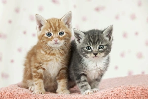 Images Dated 13th April 2011: Cat - Ginger and Grey Tabby kittens