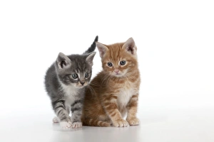Images Dated 13th April 2011: Cat - Ginger and Grey Tabby kittens