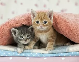 Images Dated 13th April 2011: Cat - Ginger and Grey Tabby kittens