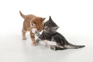 Images Dated 13th April 2011: Cat - Ginger and Grey Tabby kittens playing