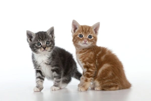 Images Dated 13th April 2011: Cat - Ginger and Grey Tabby kittens playing