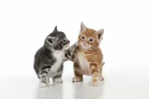 Kittens Collection: Cat - Ginger and Grey Tabby kittens playing
