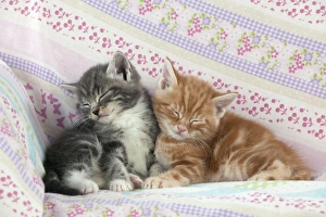Images Dated 13th April 2011: Cat - Ginger and Grey Tabby kittens sleeping