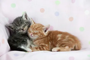 Images Dated 13th April 2011: Cat - Ginger and Grey Tabby kittens sleeping